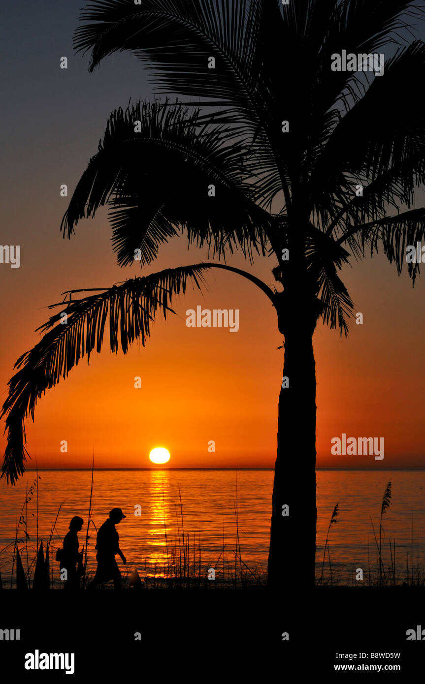 Tropical sunset with palms Stock Photo