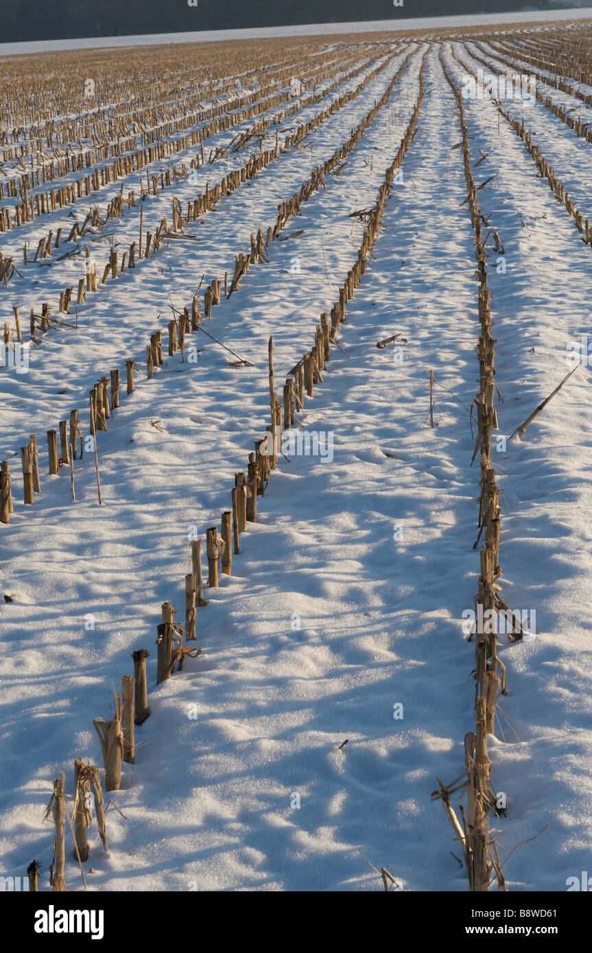 rows in a harvested snow covered cornfield Stock Photo - Alamy