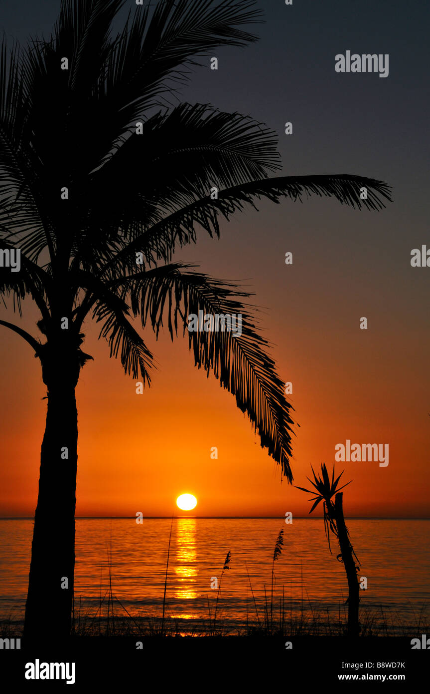 Tropical sunset with palms Stock Photo