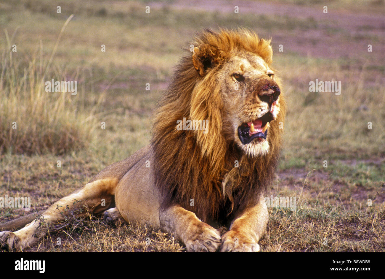 Mature male lion with fine mane resting Masai Mara National Reserve Kenya East Africa Stock Photo