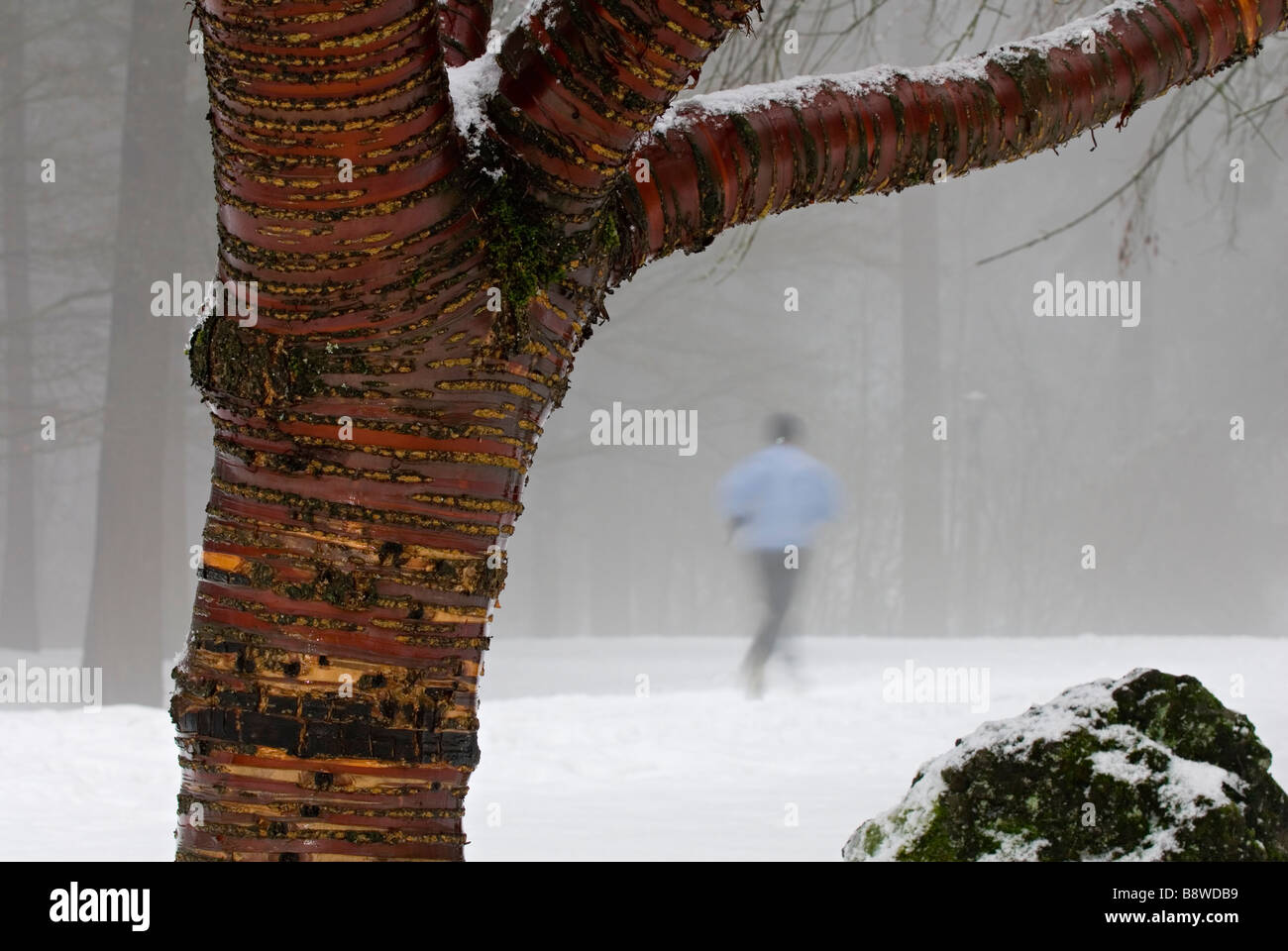Jogger runs in winter snowfall, framed by Japanese Flowering Cherry - Prunus serrulata. Mt Tabor Park, Portland, Oregon Stock Photo