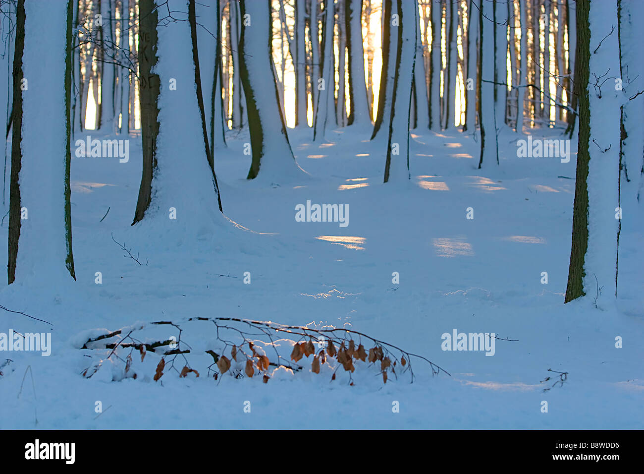 Winter woods hi-res stock photography and images - Alamy