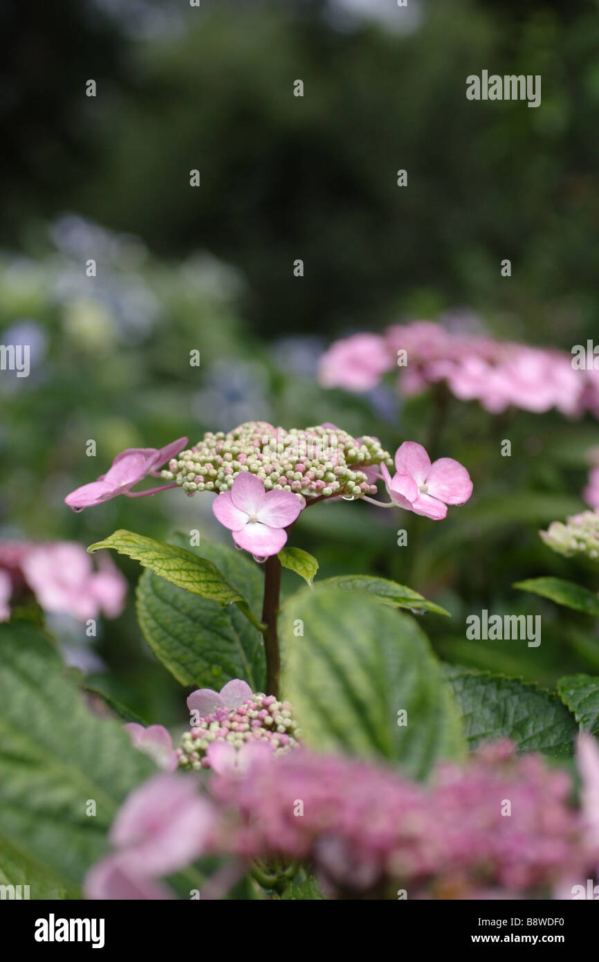 Hydrangea macrophylla pink beauty hi-res stock photography and images ...