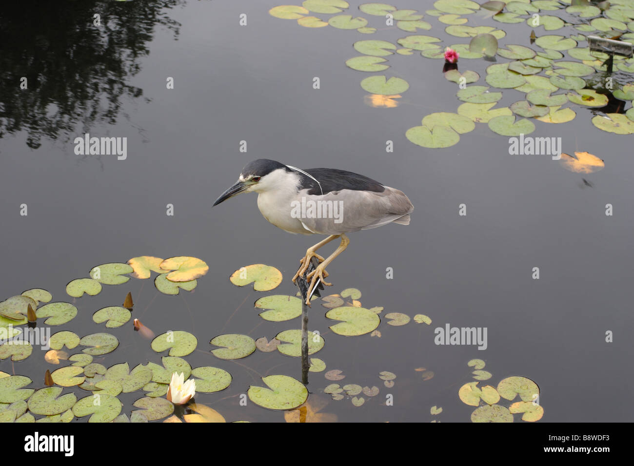 Bird in Pond Stock Photo Alamy