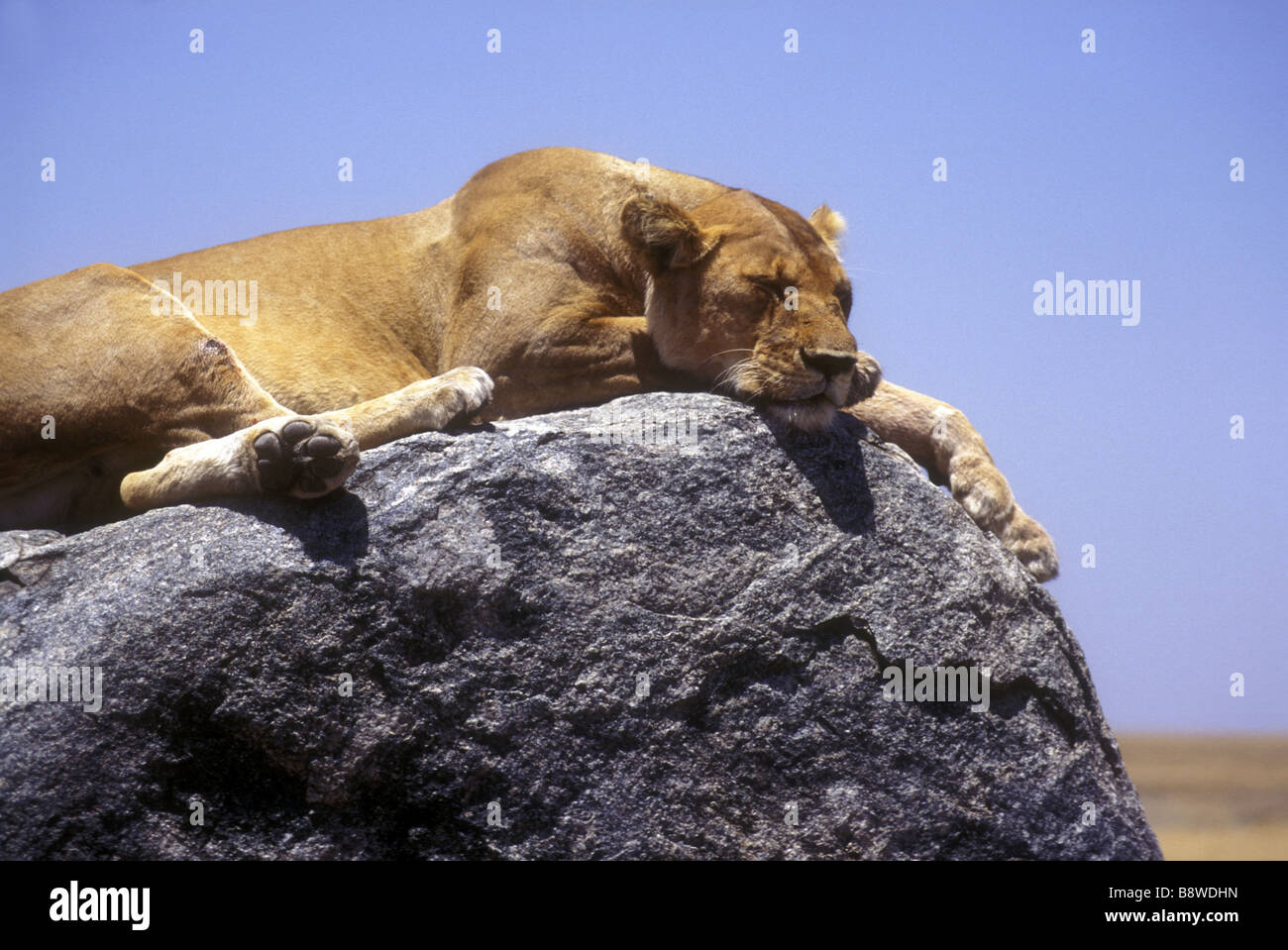 Portrait of a lioness sleeping on a large boulder at Simba Kopjes Serengeti National Park Tanzania East Africa Stock Photo