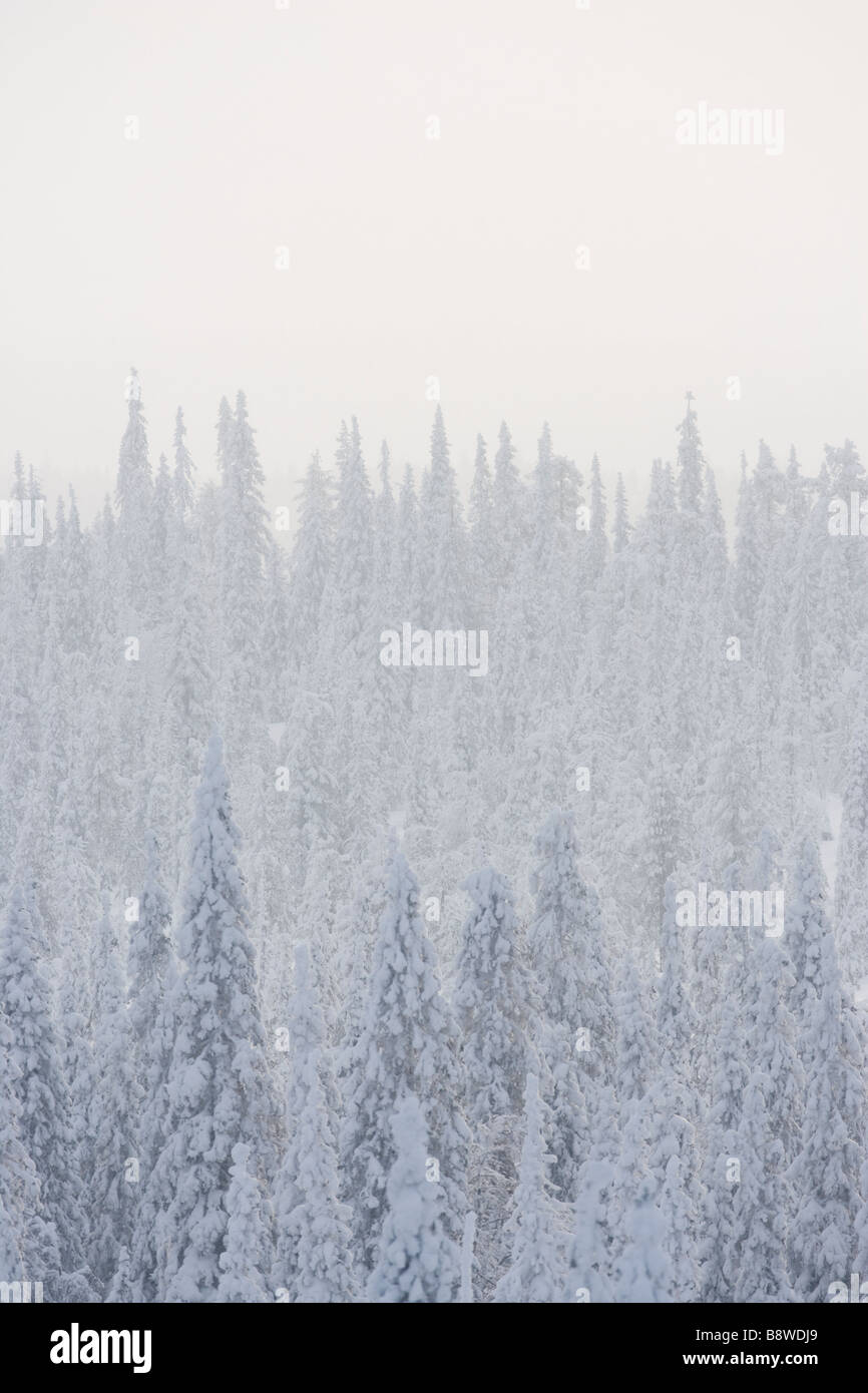 Snowfall in taiga forest Stock Photo