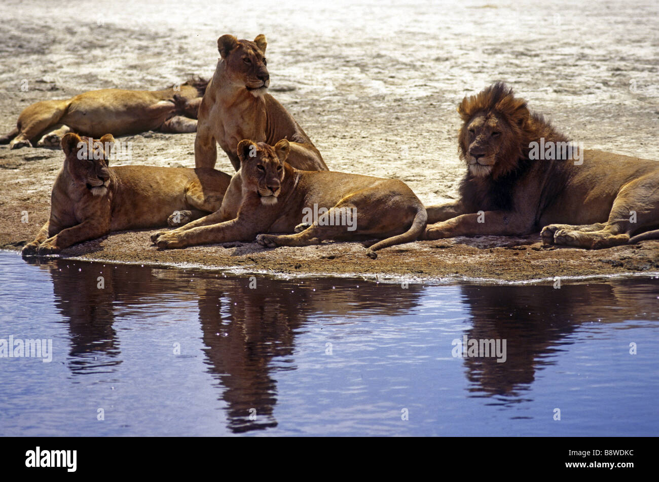 Three alert lionesses and a lion sitting at the edge of a pool with their reflections Ngorongoro Crater Tanzania East Africa Stock Photo