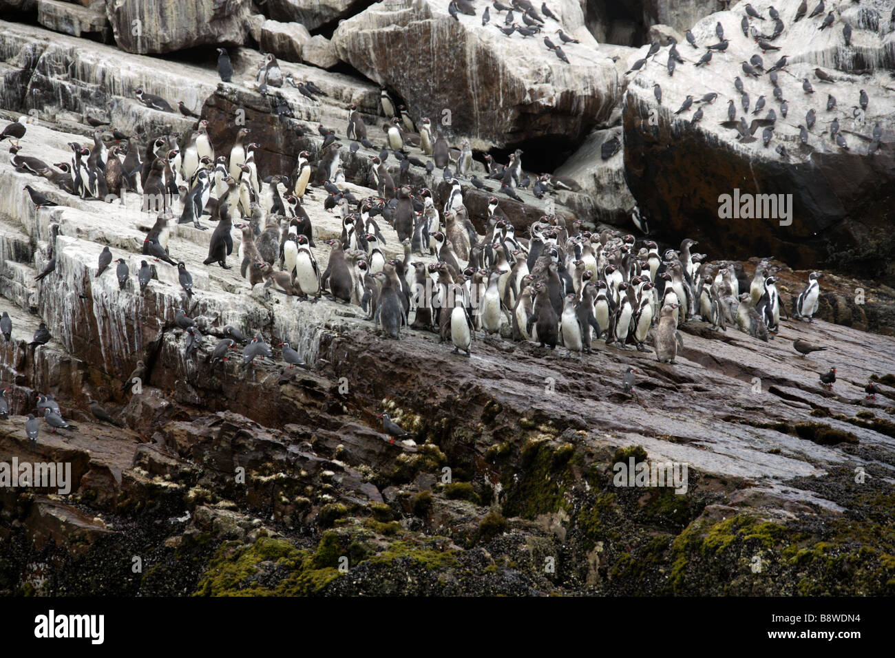 A Colony of Humboldt Penguins Spheniscus humboldti, and Inca Terns