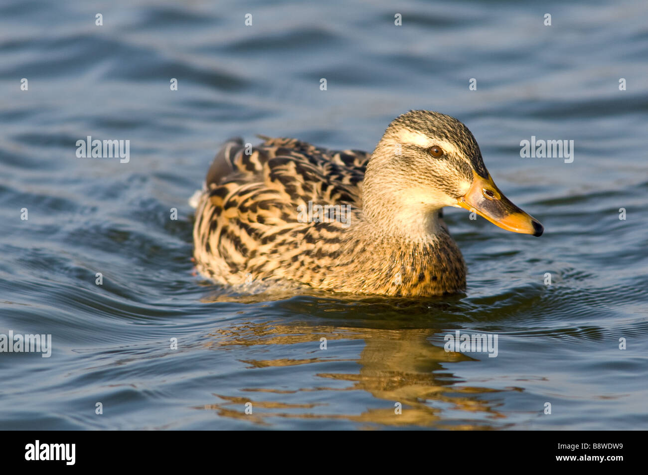 Adult female Mallard duck Stock Photo