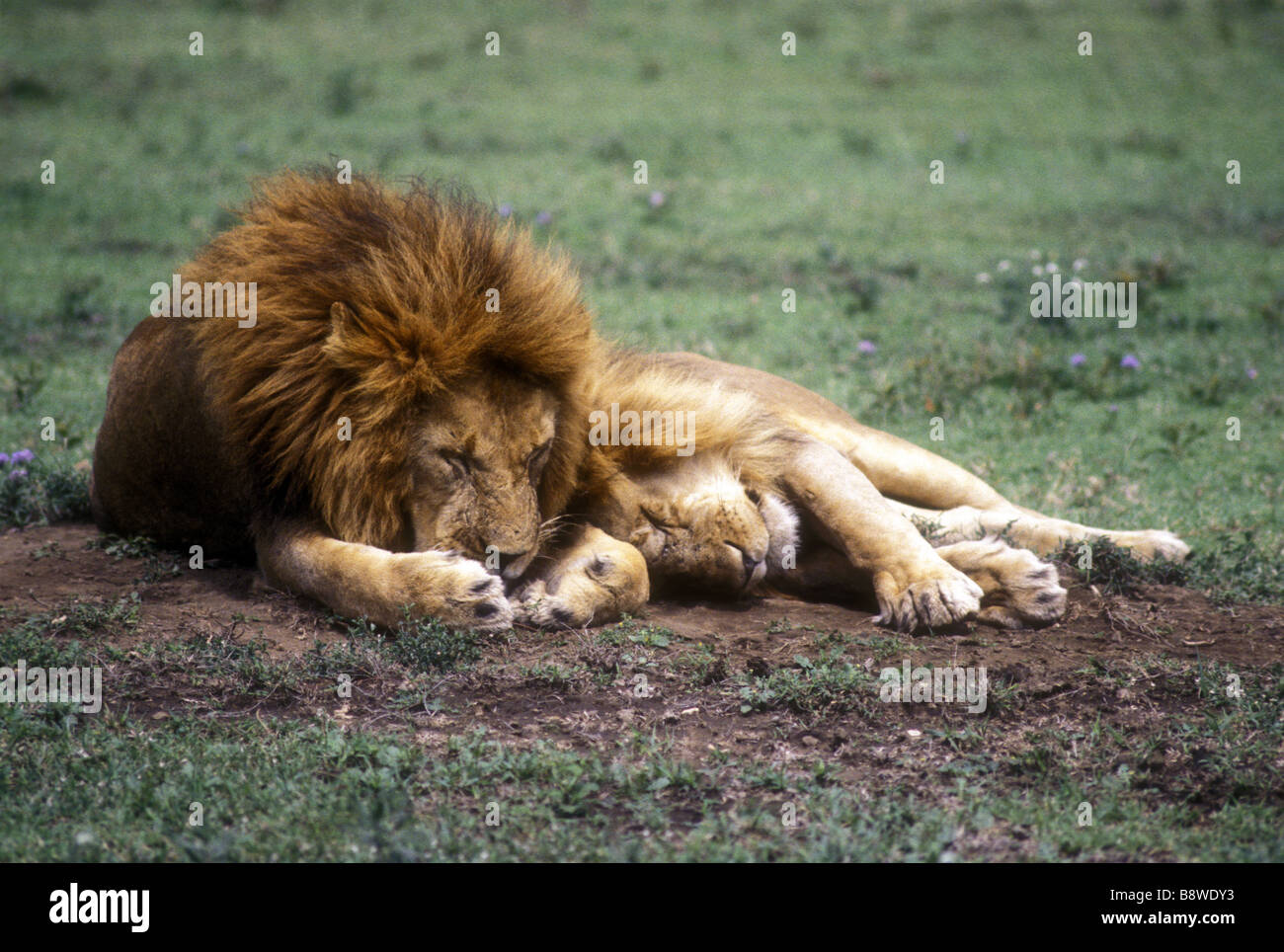 Two mature male lions with big manes sleeping together side by side Serengeti National Park Tanzania East Africa Stock Photo