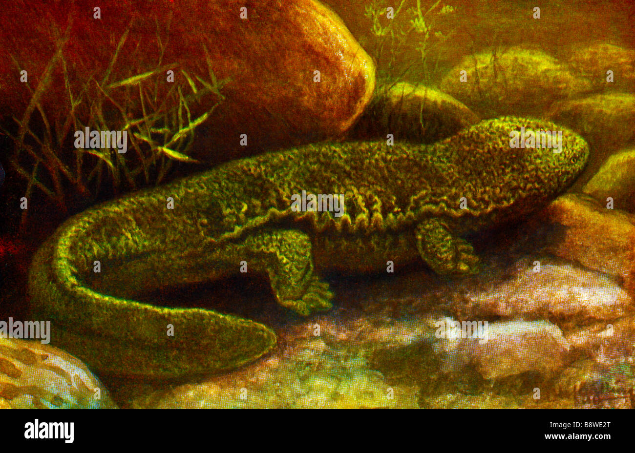 Japanese giant salamander (Andrias japonicus) Stock Photo
