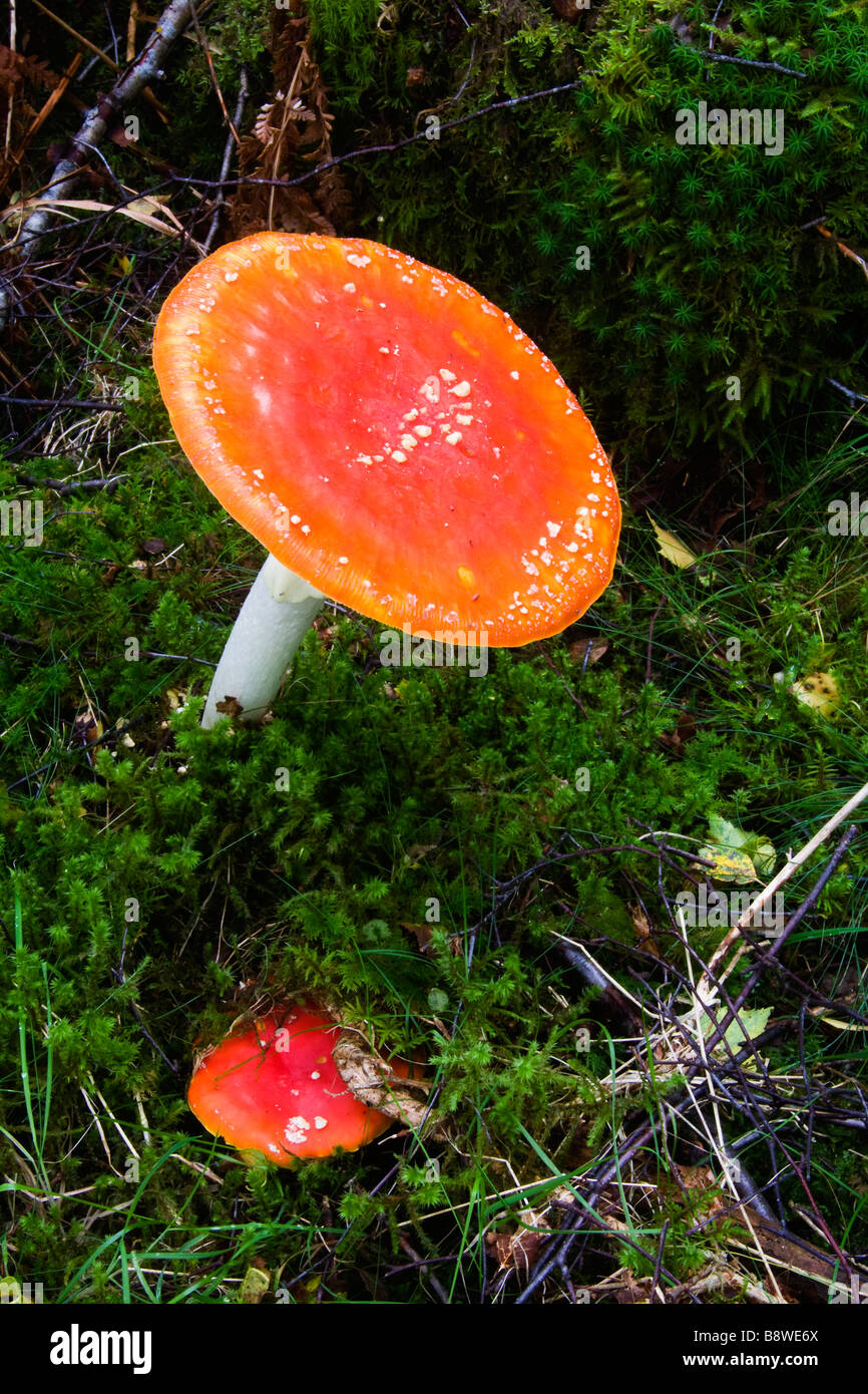 Fly Agaric mushroom Wales UK Stock Photo