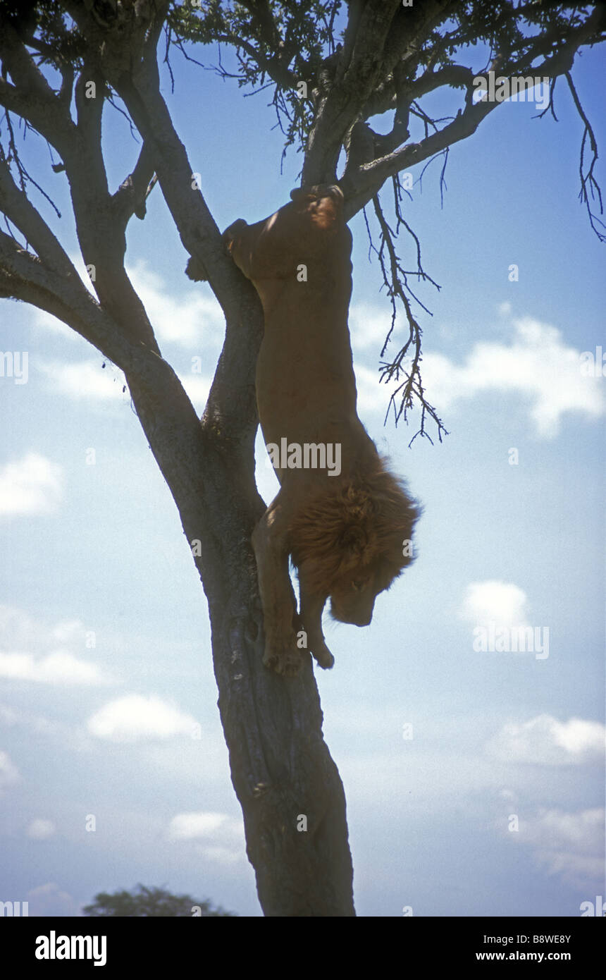 Mature male lion descending from the branches and canopy of a balanites tree Masai Mara National Reserve Kenya East Africa Stock Photo