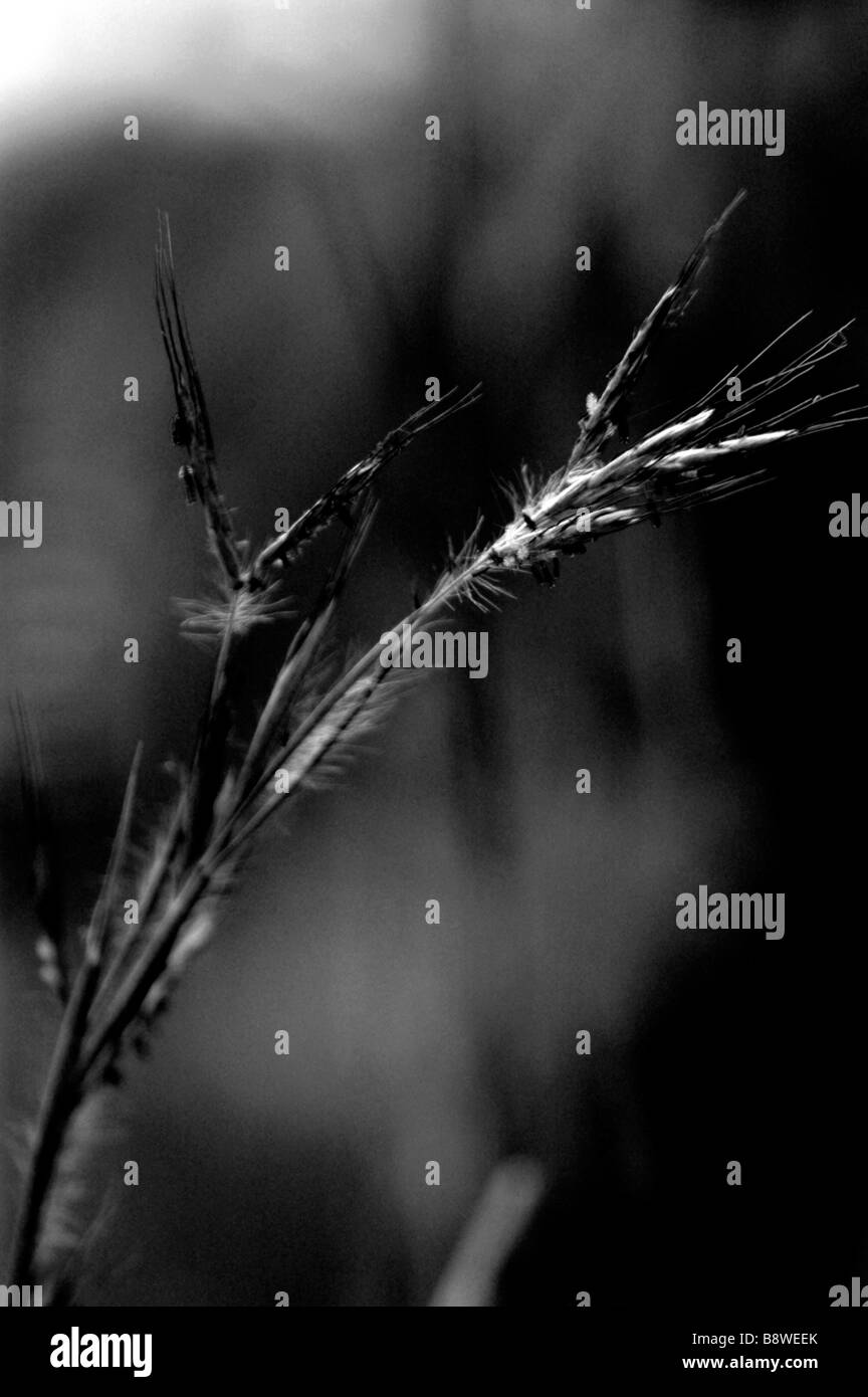 Grass grass seed Black and White Stock Photos & Images - Alamy