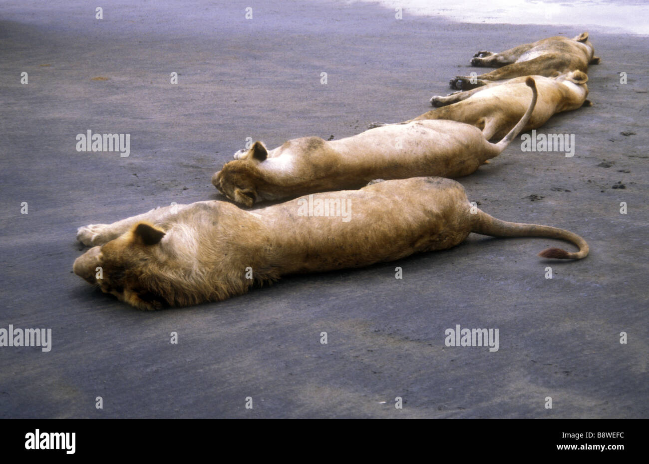 Four mature lionesses lying down asleep on a mud flat in Ngorongoro Crater Tanzania East Africa Stock Photo