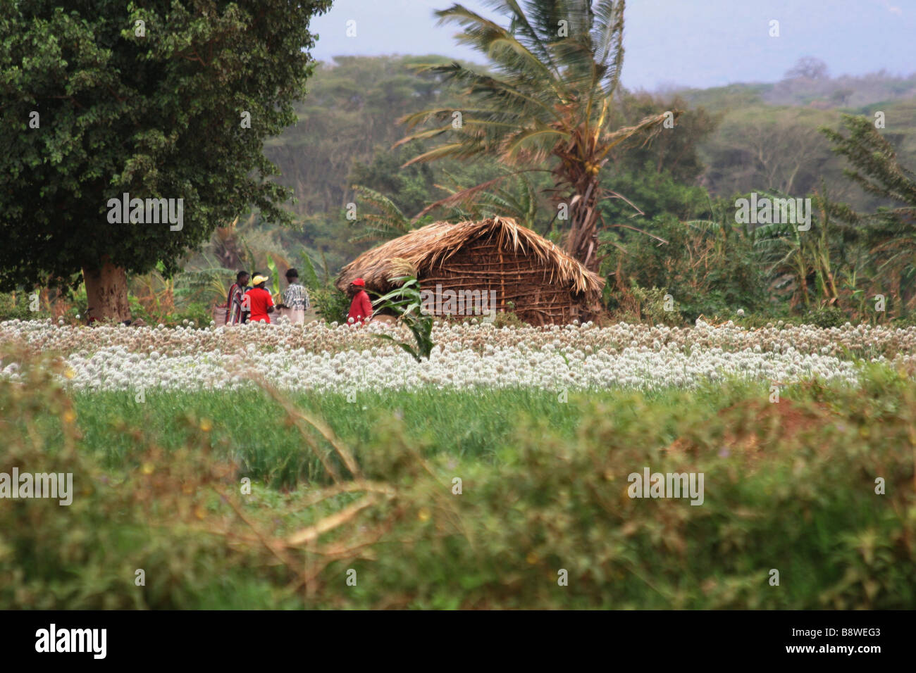 Tanzania Rural farming community a field of onions Stock Photo