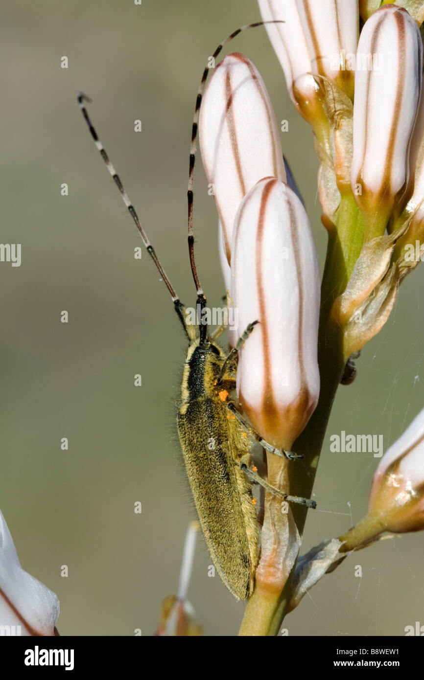 Beetle on Summer asphodel (Asphodelus aestivus), Cabo de Gata Nijar, Almeria province, Andalusia, Spain Stock Photo