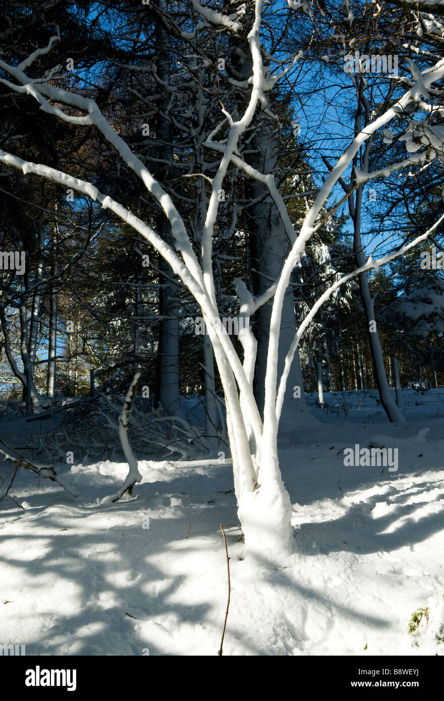 Branches with snow covering hi-res stock photography and images - Alamy