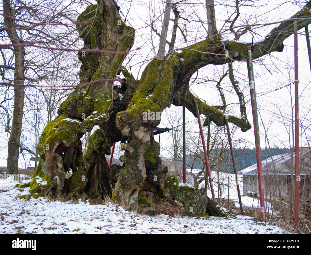 aged natural monument old lime tree linden oldest and stromgest  lime in germany called wolframslinde wolfram linde bavarian for Stock Photo