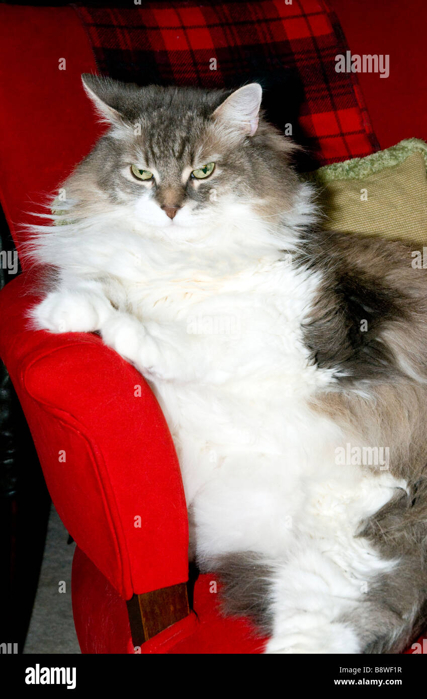 Fat Cat sitting upright Stock Photo