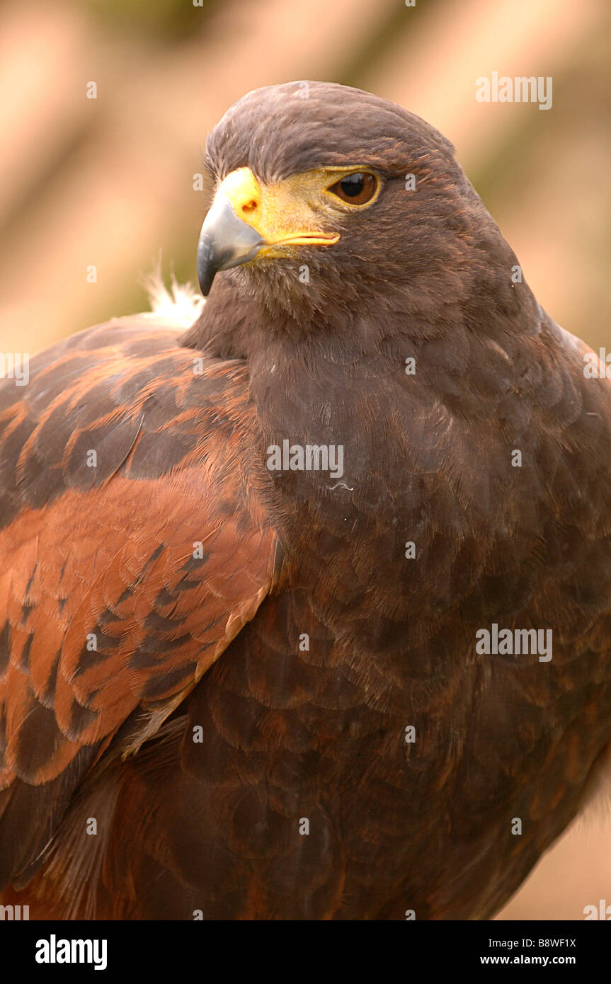 Harris Hawk Parabuteo Unicinctus Stock Photo Alamy