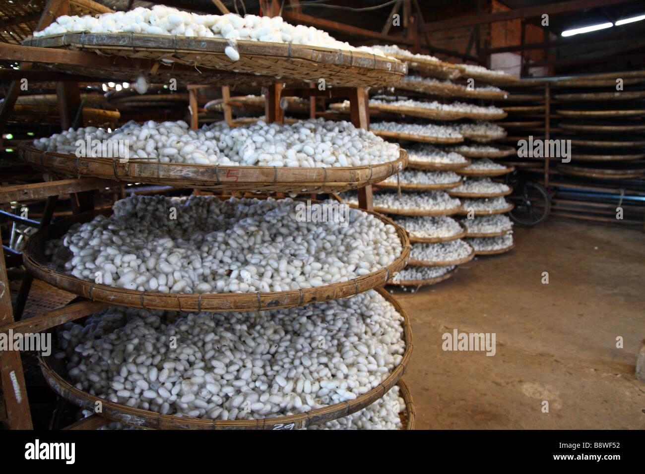 Silk cocoons in a sik factory, Dalat, Vietnam Stock Photo