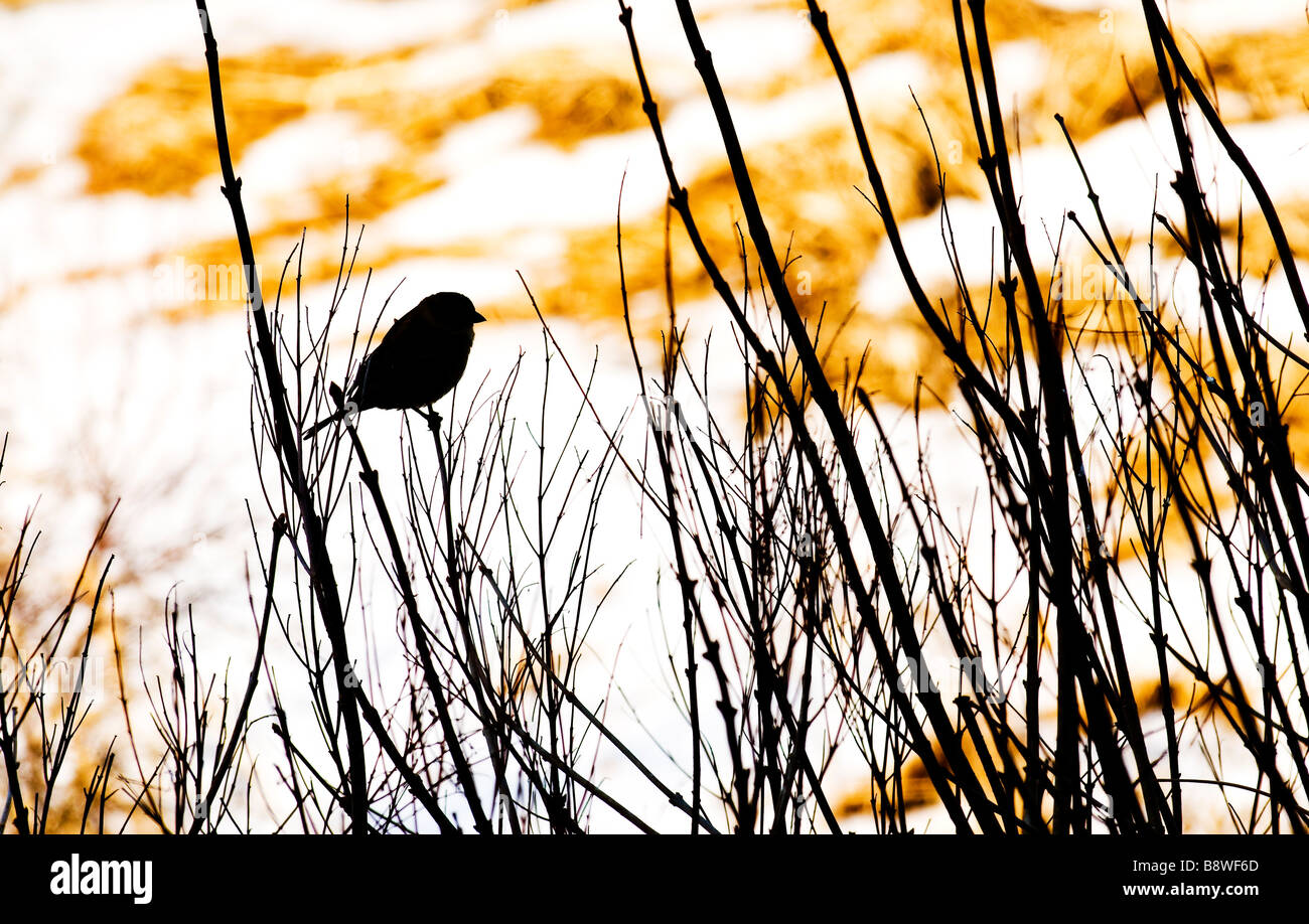 Spring Thaw with Silhouette of bird on branch Stock Photo