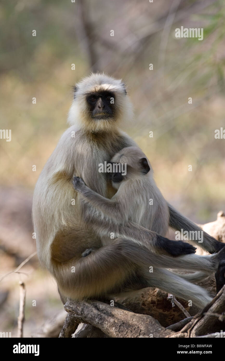 Wandur hi res stock photography and images Alamy