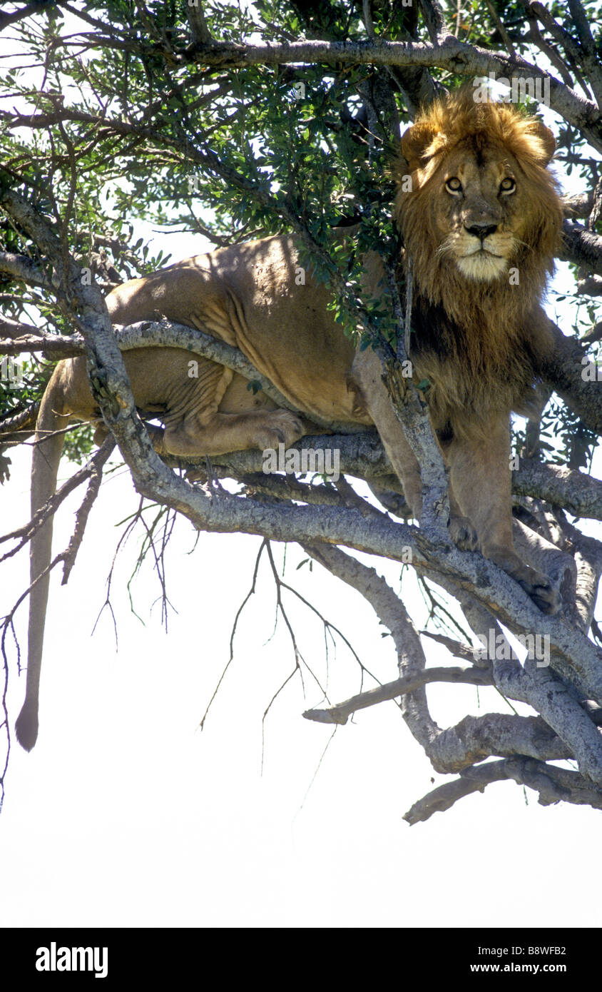 Alert mature male lion in the branches and canopy of a balanites tree Masai Mara National Reserve Kenya East Africa Stock Photo