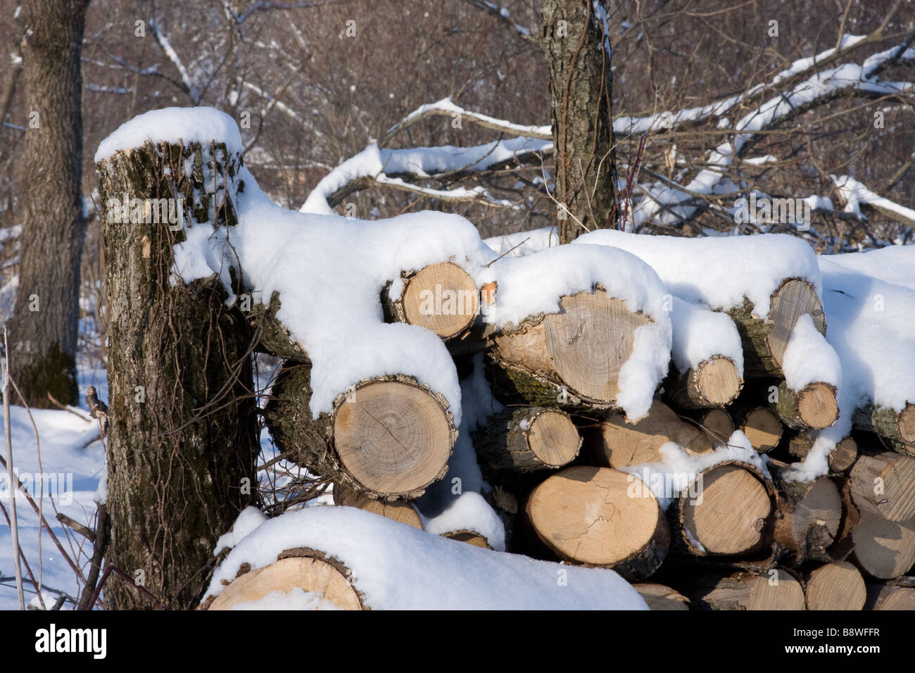 Stacked firewood covered with snow Stock Photo