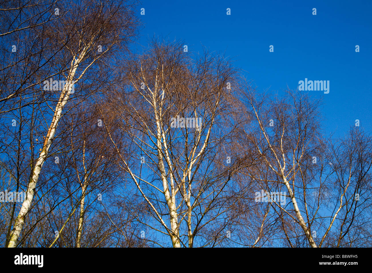 Barlow nature reserve hires stock photography and images Alamy