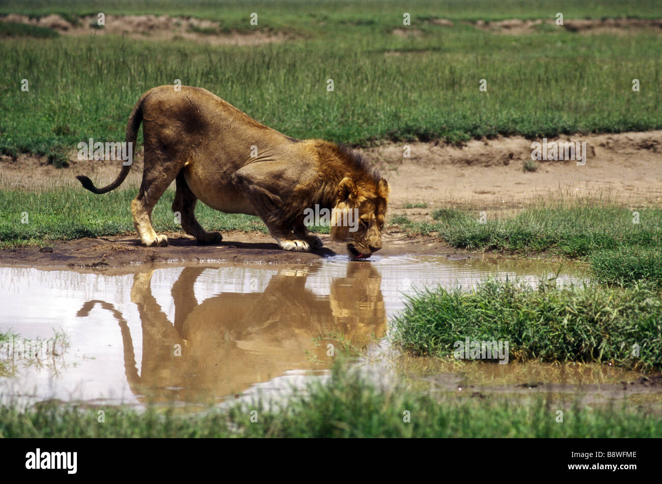 Mature male lion with good mane drinking from a pool in Serengeti National Park Tanzania East Africa Stock Photo