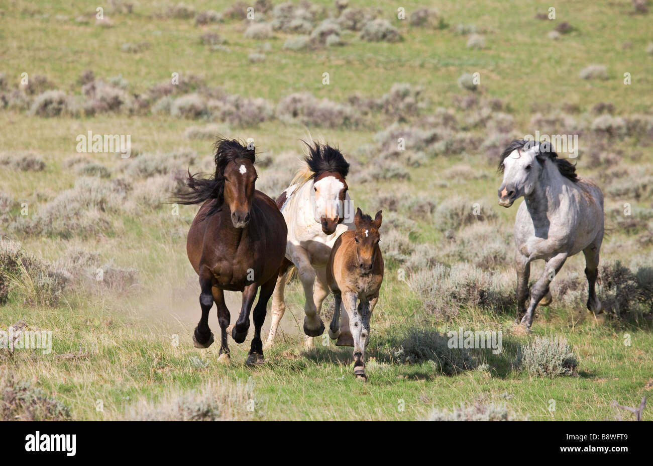 Photo of the gray stallion from the McCullough Peaks herd running off a paint stallion with his mare and foal. Stock Photo
