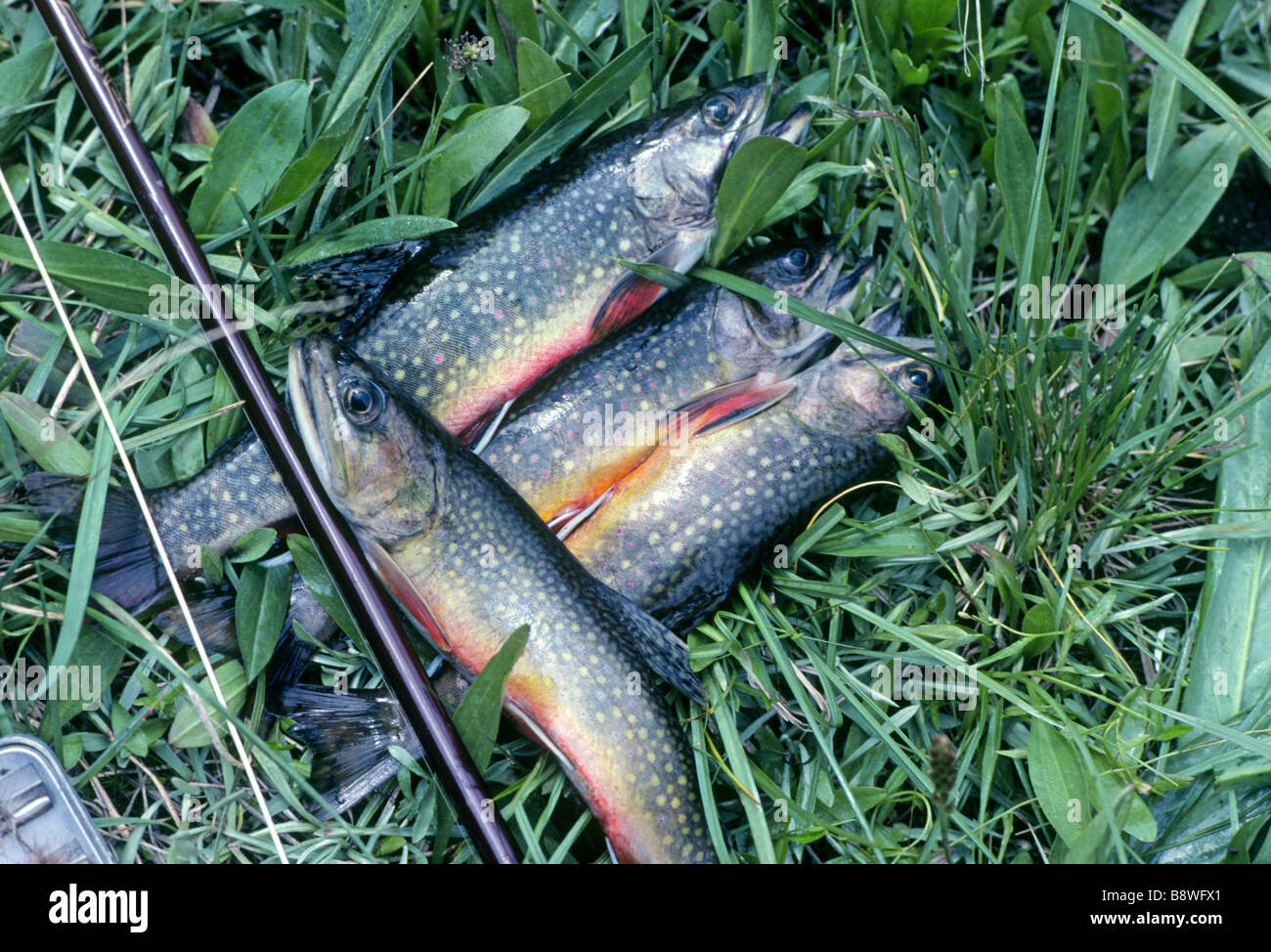 A selection of brook trout caught on dry flies by a fly fisherman on