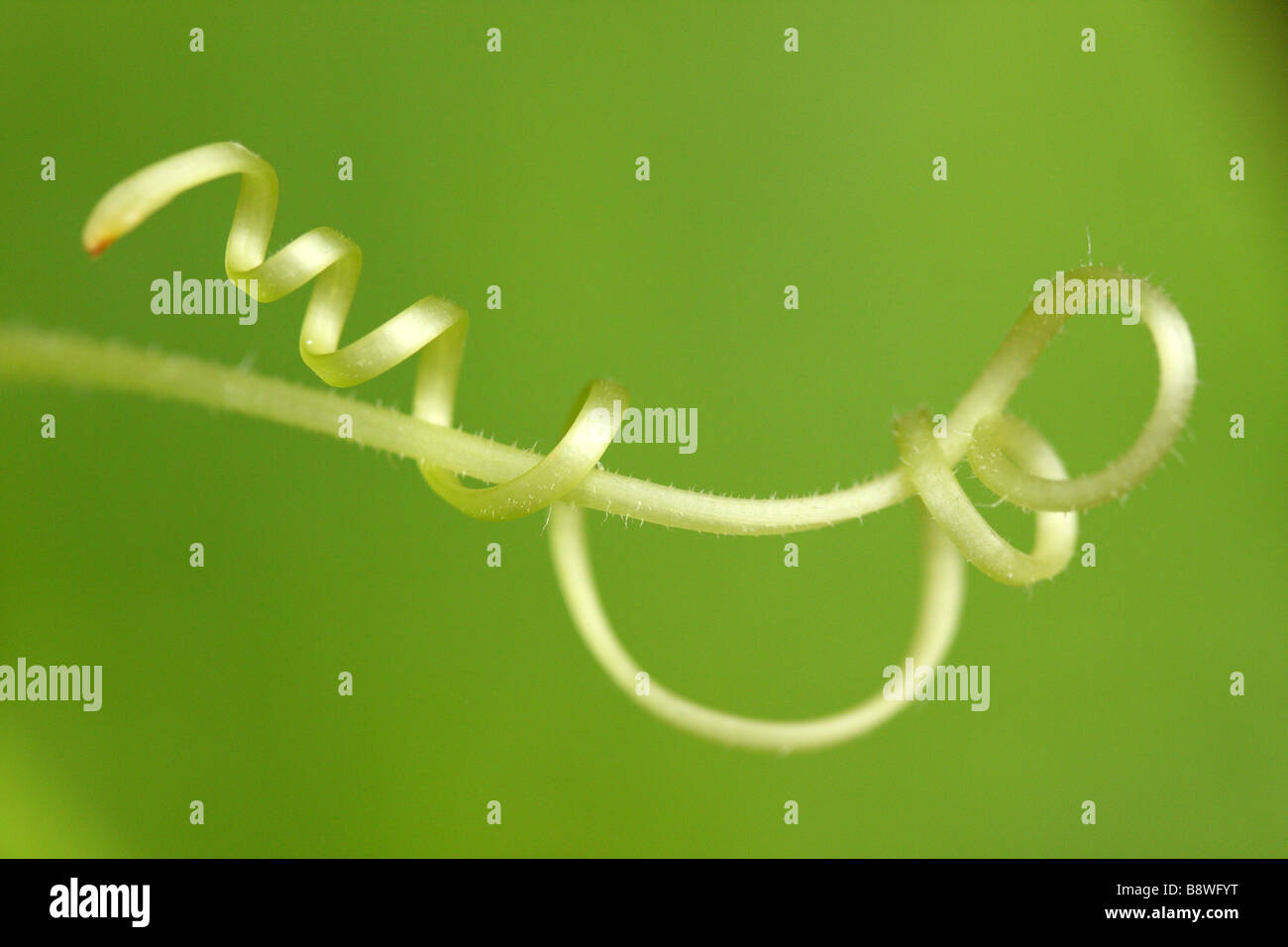 A tendril from a Zucchini Vine Stock Photo
