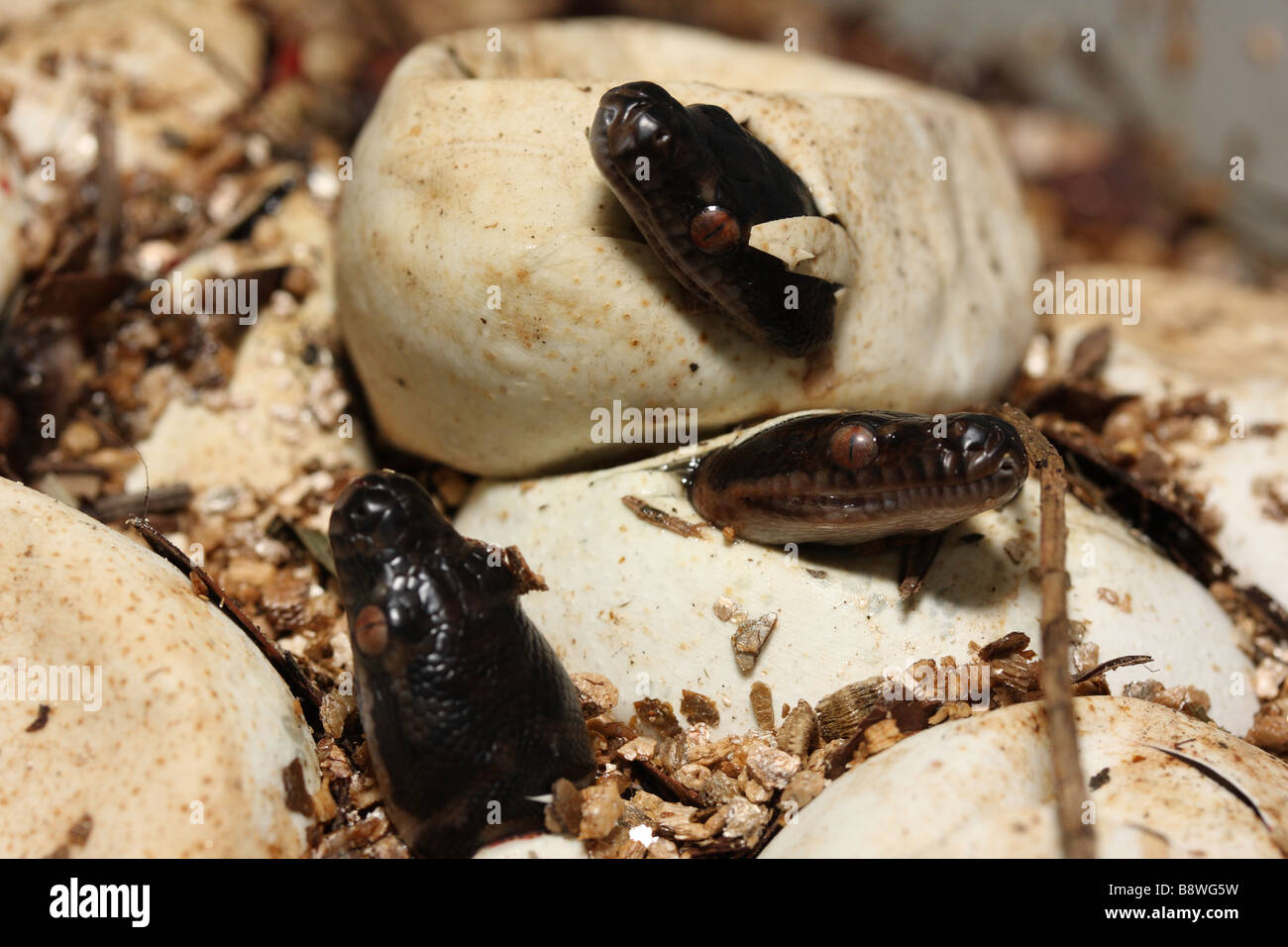 Hatching Australian Carpet Pythons (Morelia spilota mcdowlii) Stock Photo