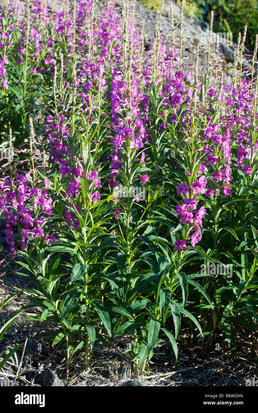 Rosebay Willowherb, Fireweed, Great Willowherb (Chamerion
