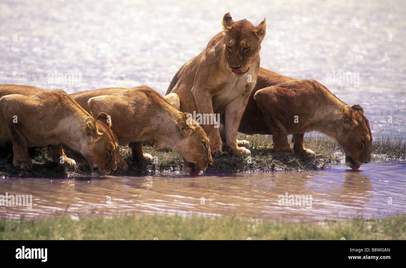 Four lionesses at a pool Three are drinking whilst one pauses to lick her lips Ngorongoro Crater Tanzania East Africa Stock Photo