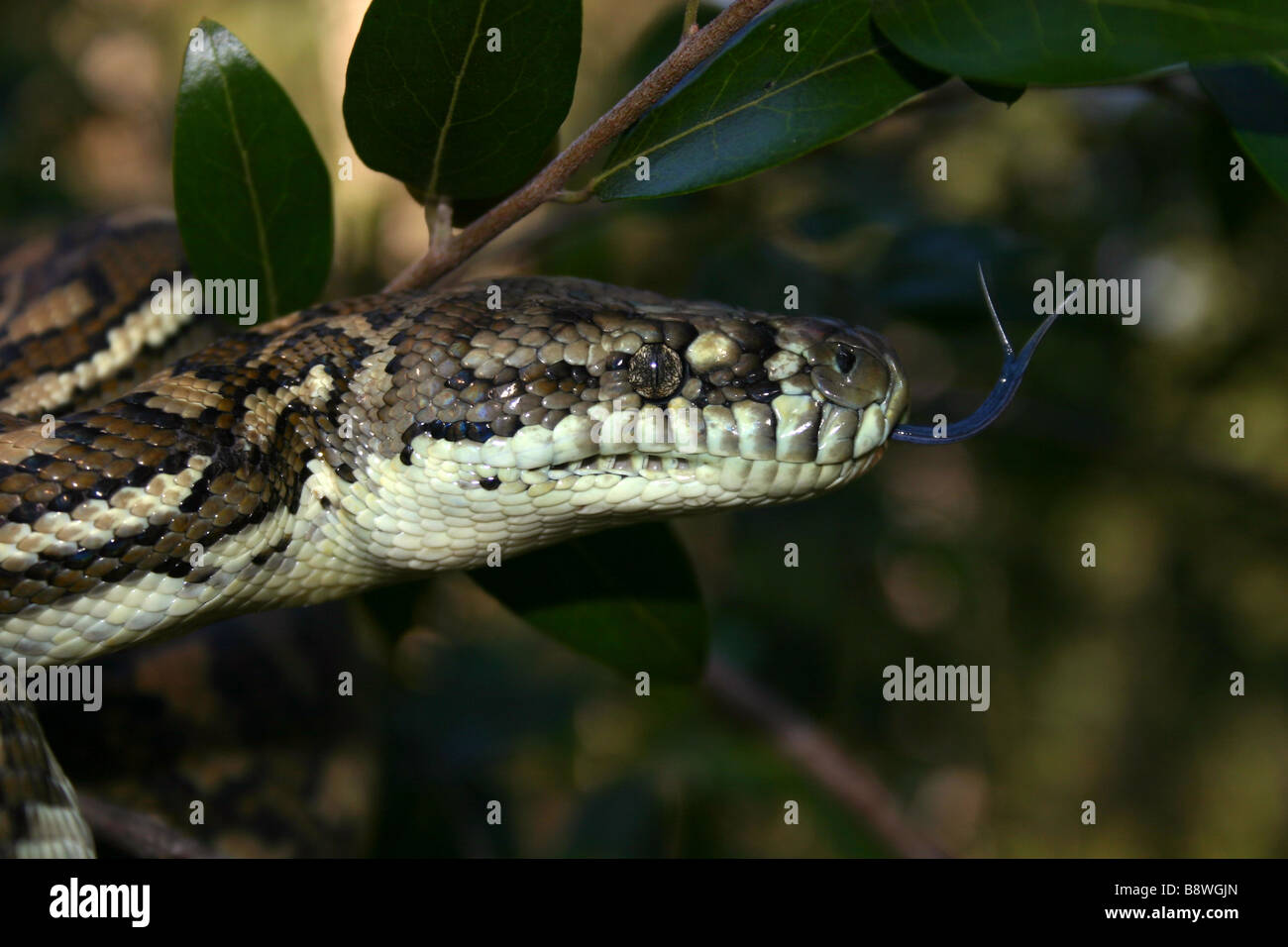 Australian Carpet Python (Morelia spilota mcdowelli) Stock Photo