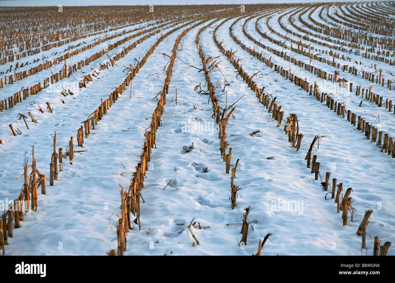 rows in a snow covered cornfield Stock Photo