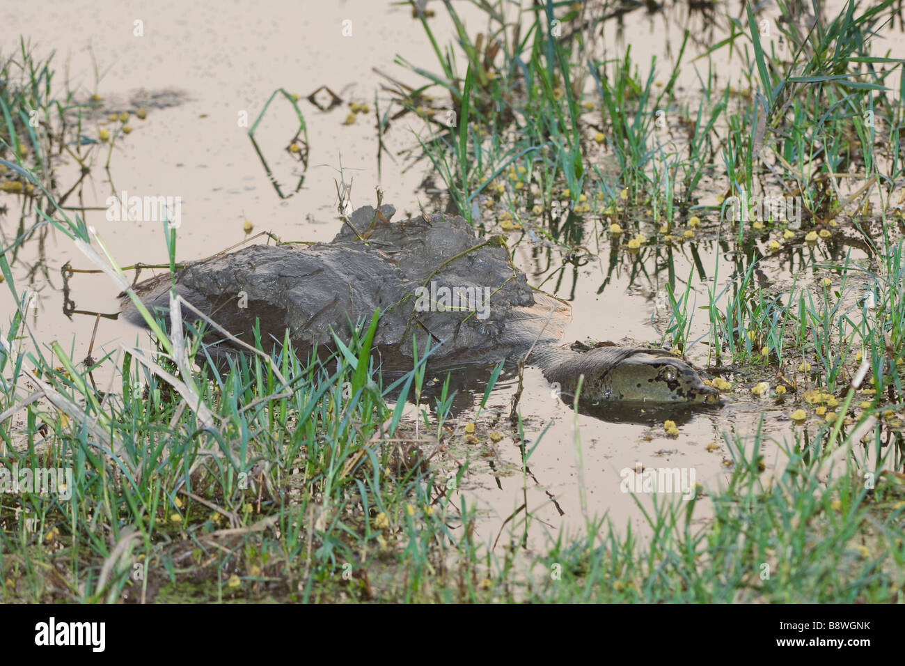 Indian Flap shelled Turtle, Ghana National Park, India Stock Photo