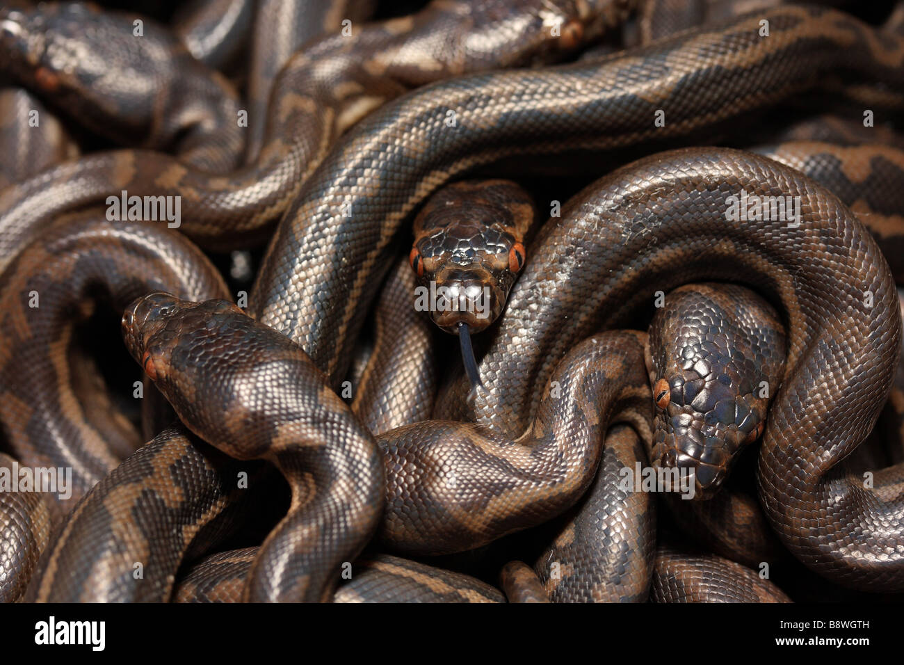Australian Carpet Python hatchlings Stock Photo