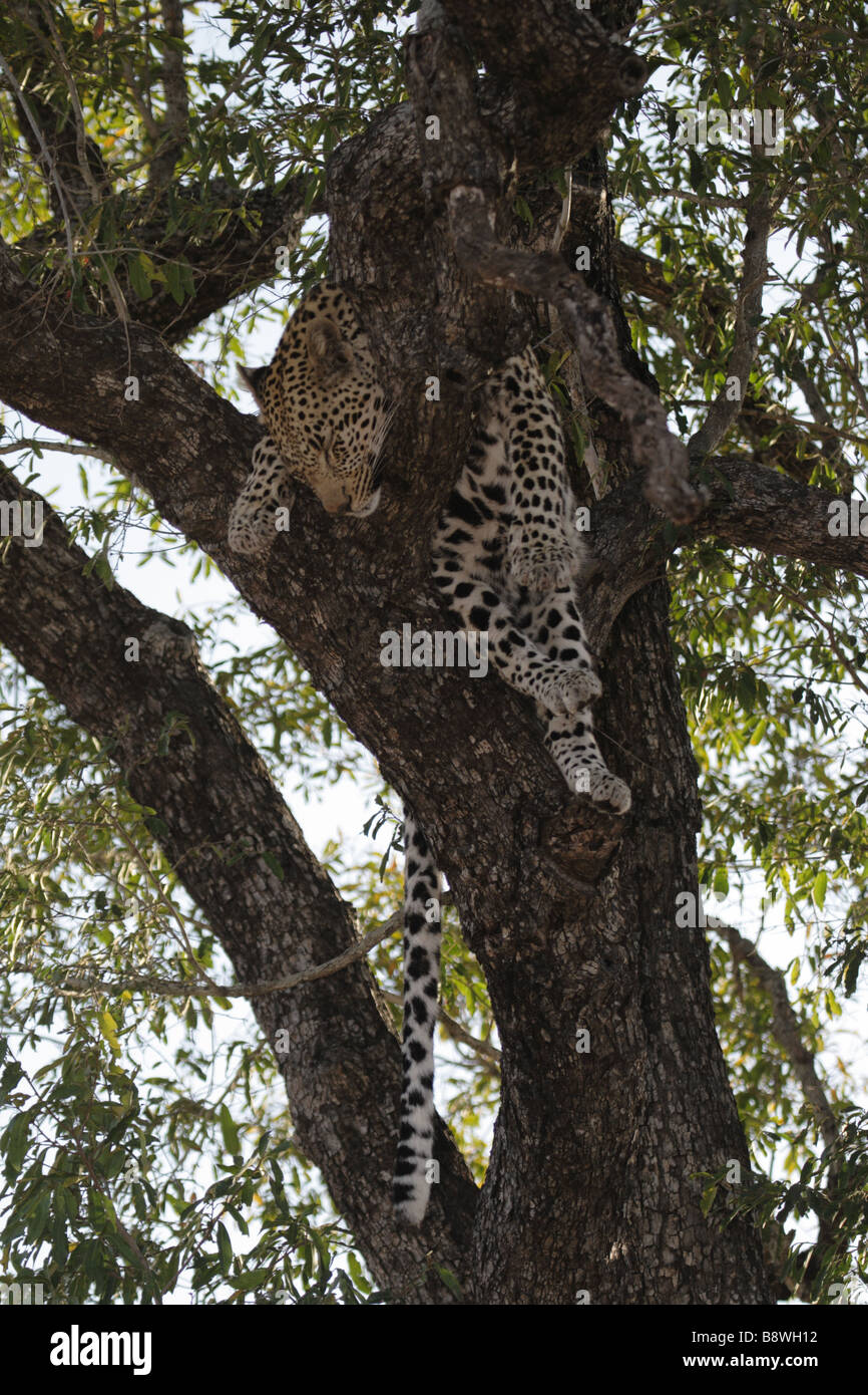 Female Leopard (wild) resting in a tree Stock Photo - Alamy