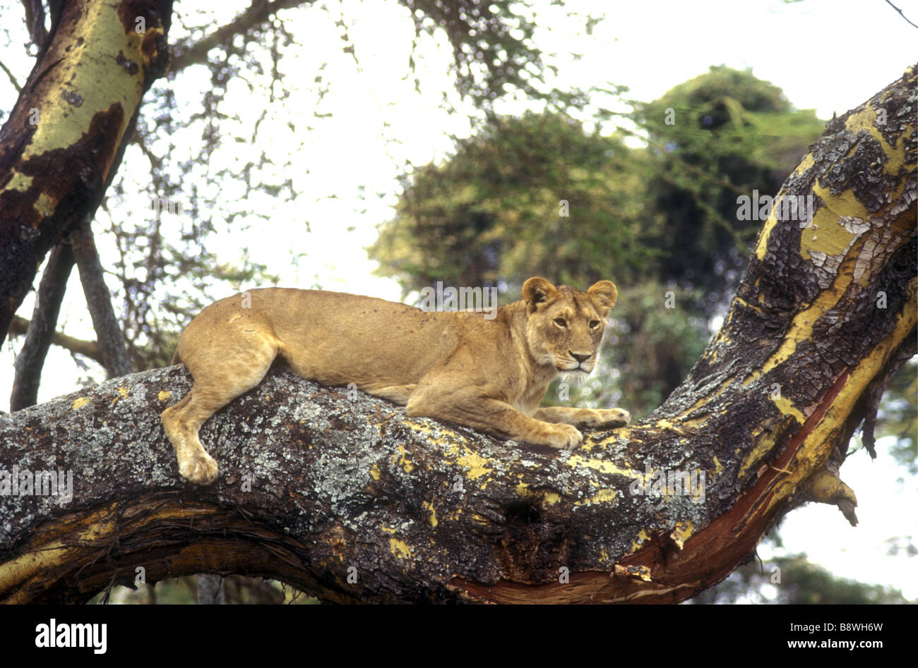 Lioness resting on branch of tree Ngorongoro Crater Tanzania East Africa Stock Photo
