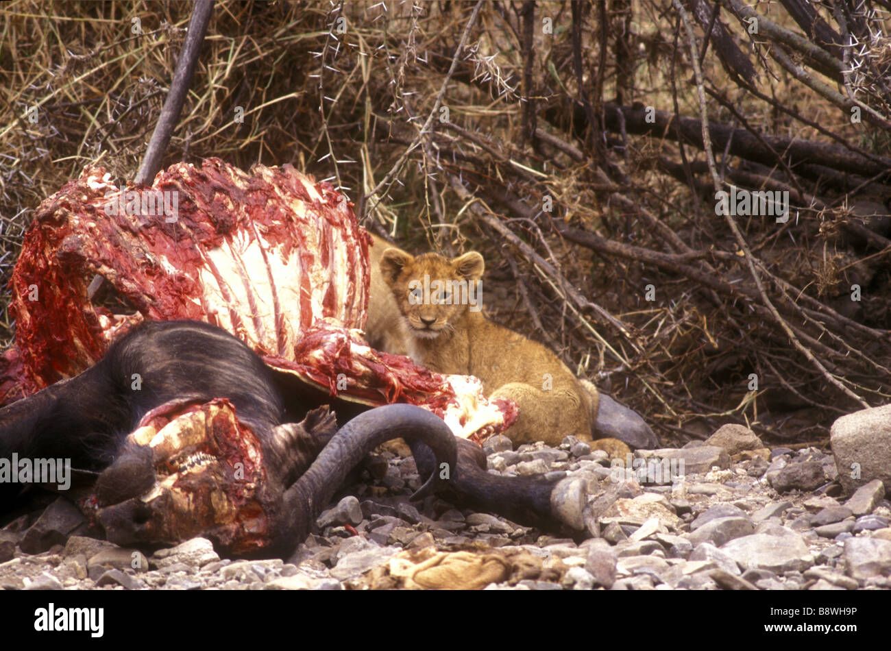 Young lion cub close to carcass of bufallo kill Serengeti National Park Tanzania East Africa Stock Photo