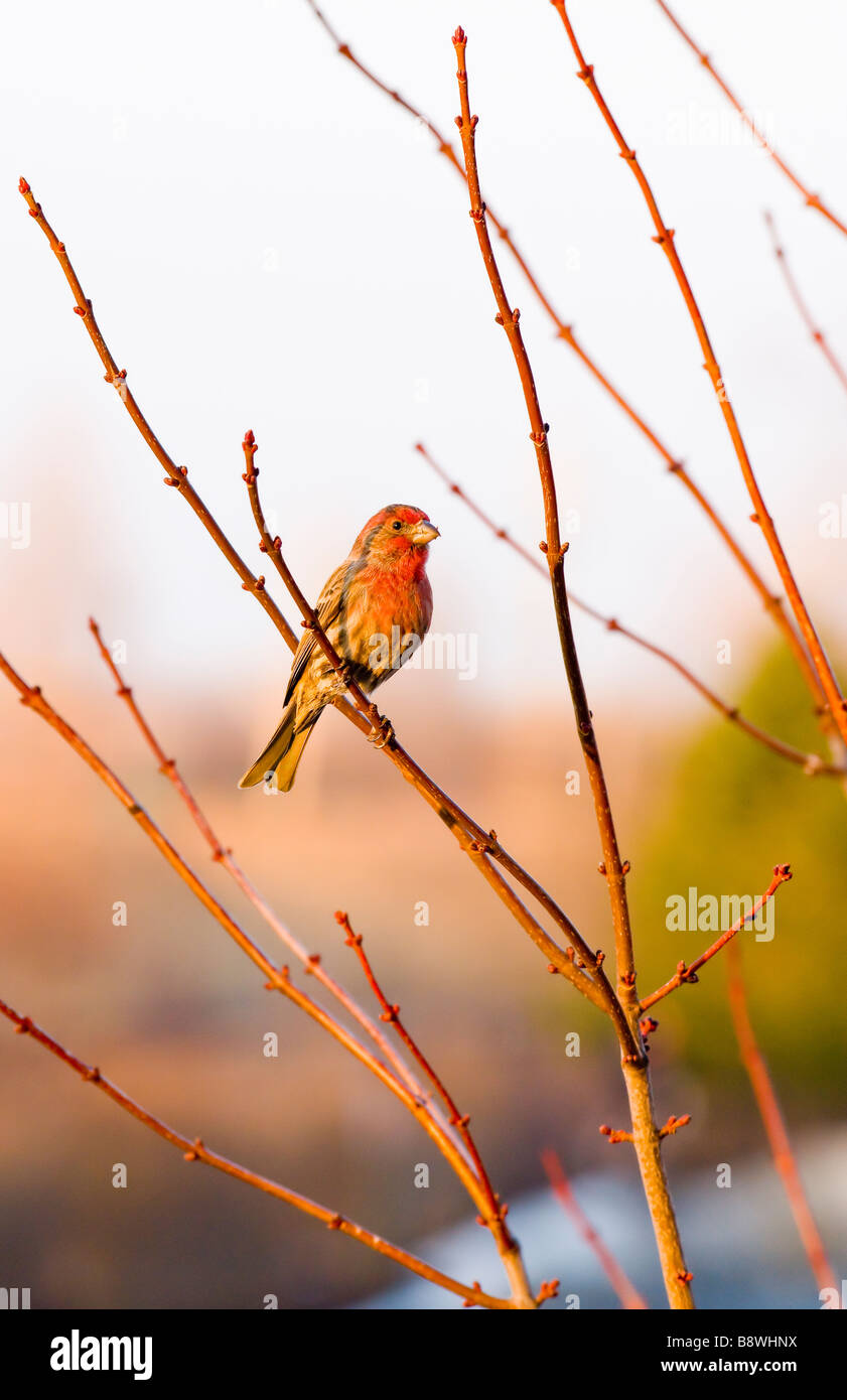 Spring Thaw with lone house finch on branch Stock Photo