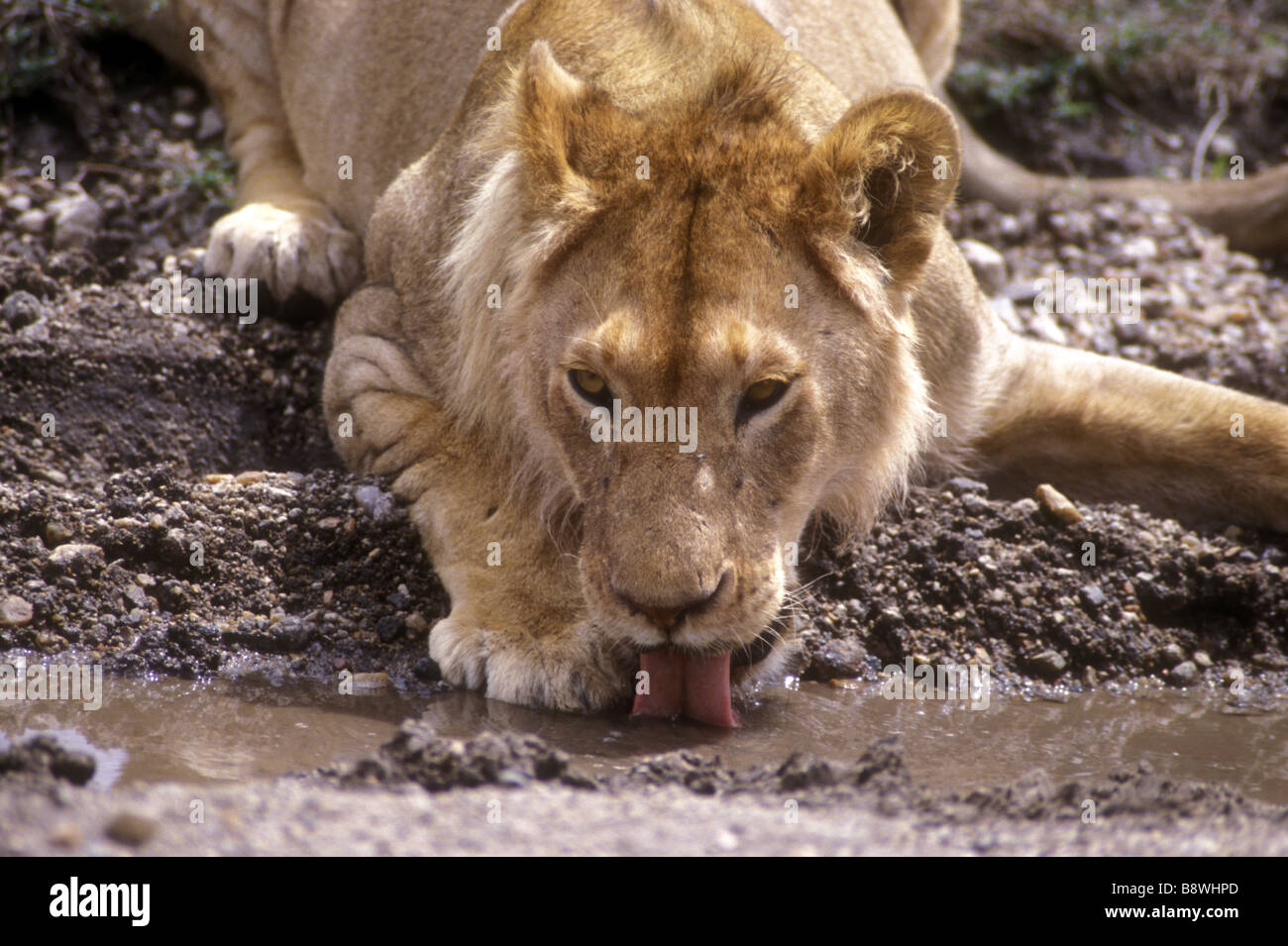 Young male lion with mane just starting drinking from a pool in Serengeti National Park Tanzania East Africa Stock Photo