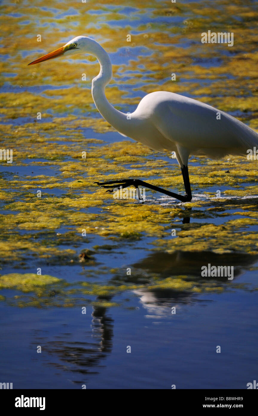 Great egret walking stealthily Stock Photo