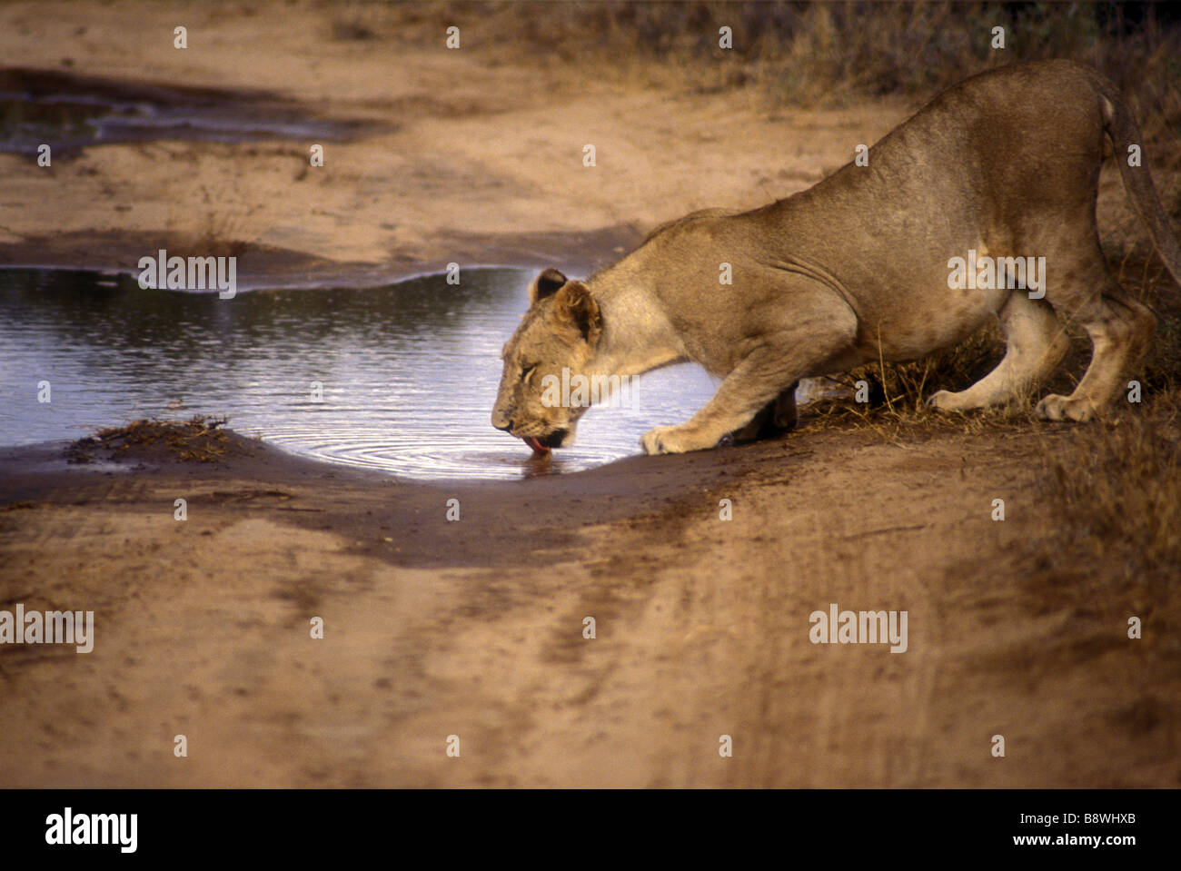 Lioness drinking from a pool in Samburu National Reserve Kenya East Africa Stock Photo