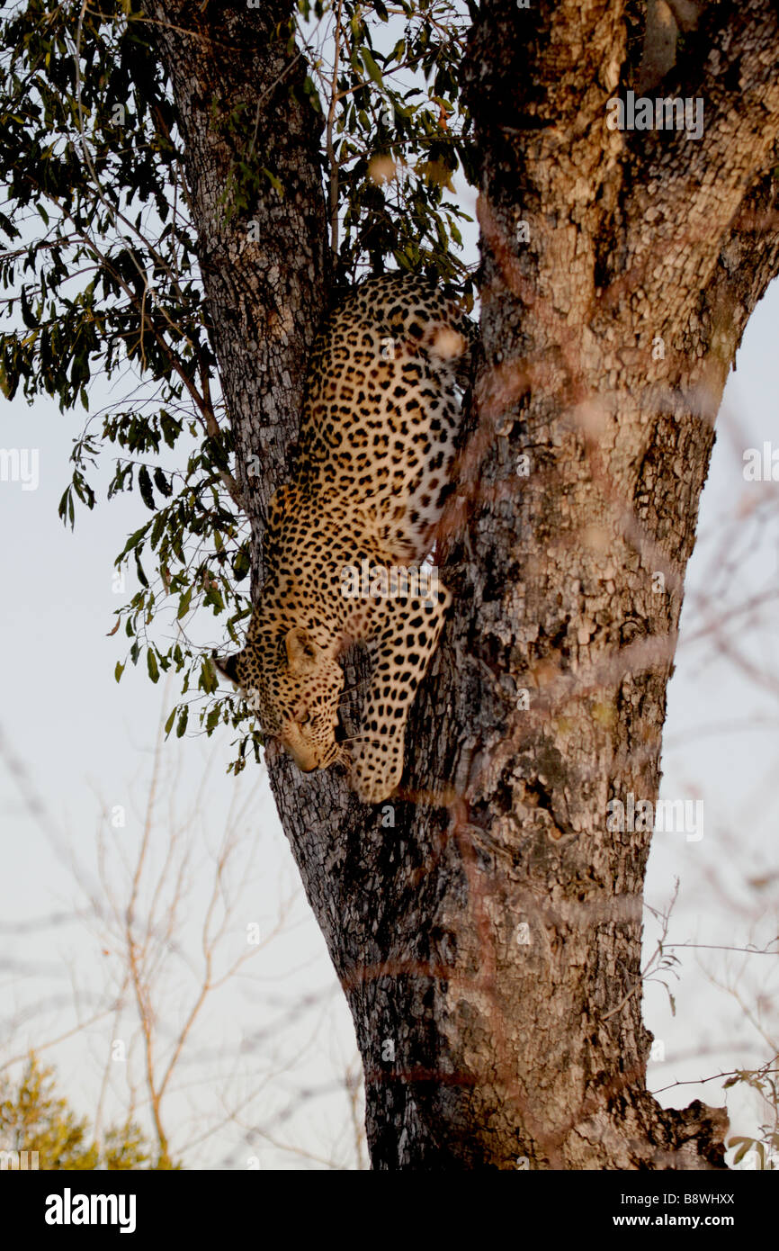 Female Leopard (wild) climbing down a tree Stock Photo - Alamy